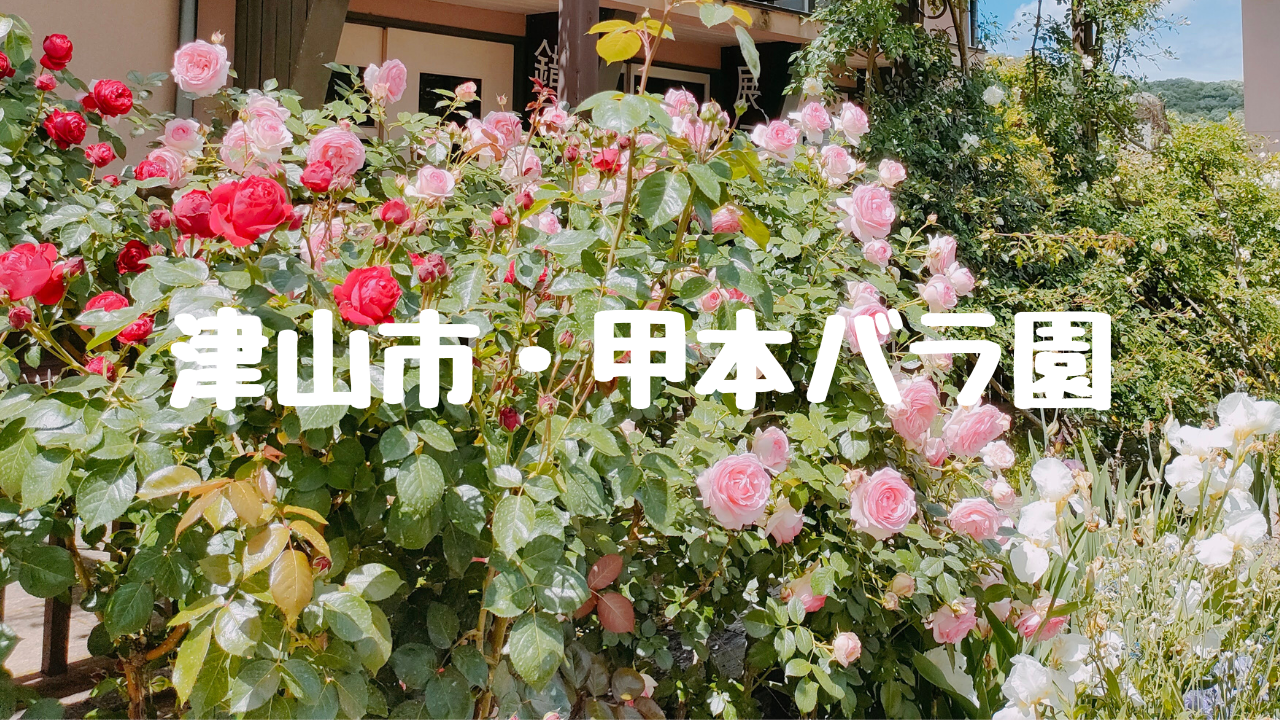 津山市甲本バラ園